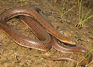 snake